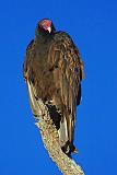 Turkey Vulture_39579